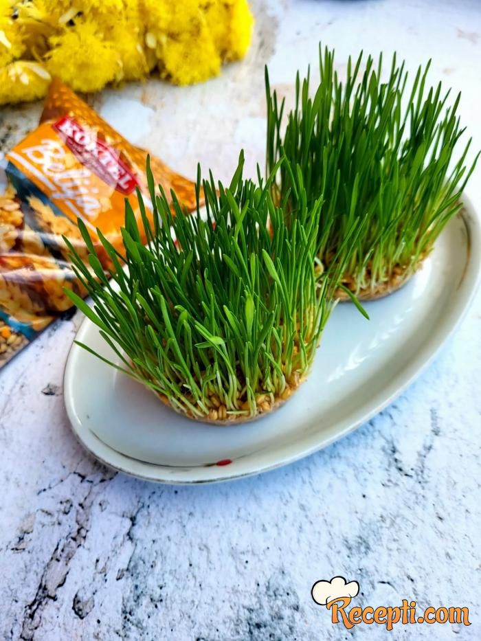 Kako posejati žito za Božić (bez zemlje)