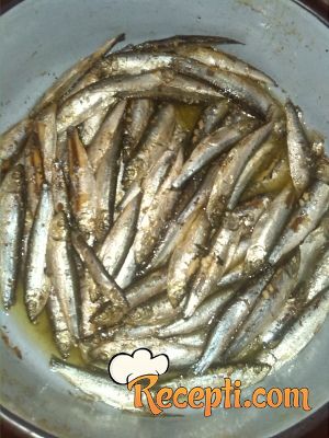 Domaća sardina